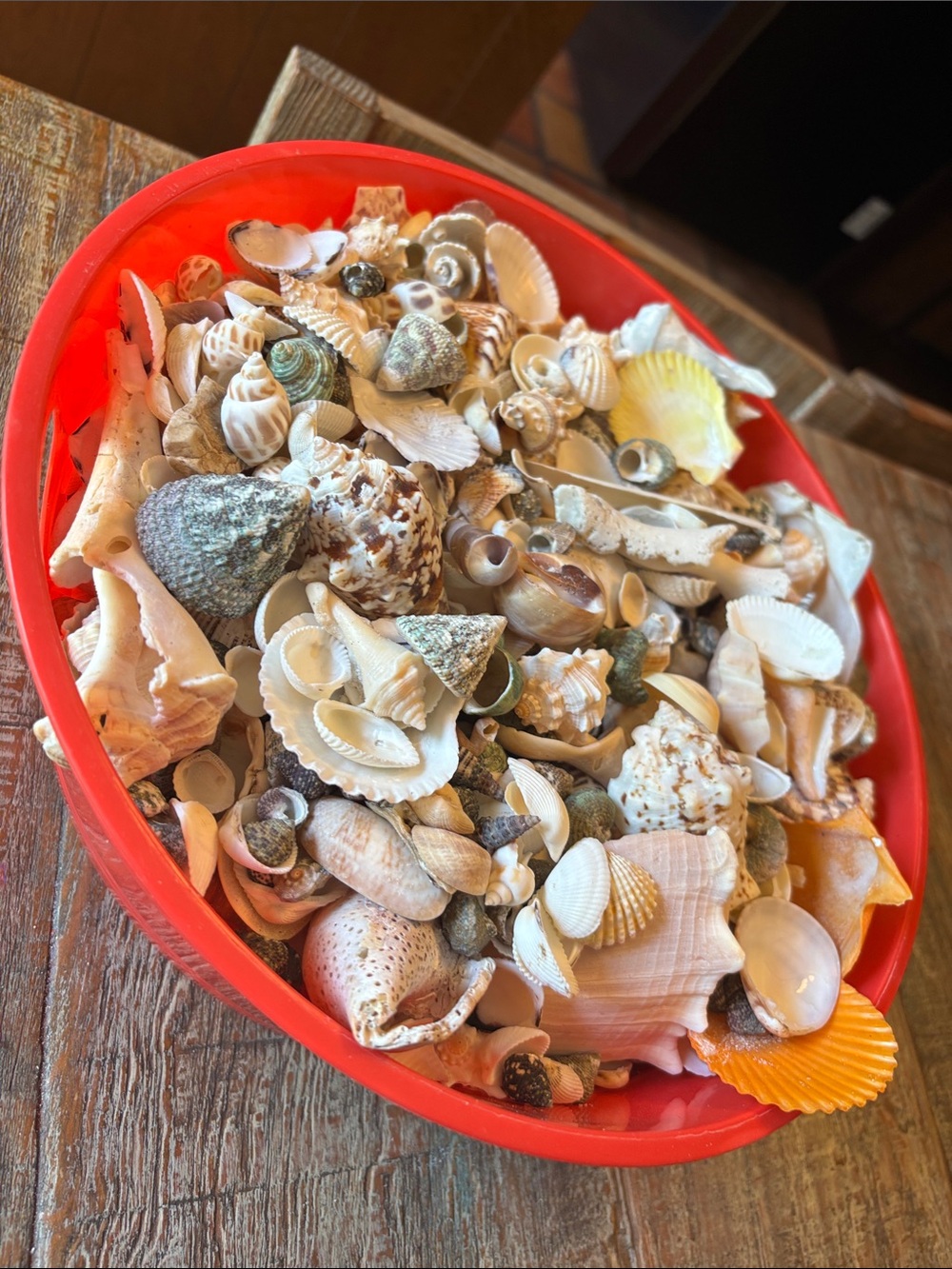 SEASHELLS Decorative Bowl assorted Filled